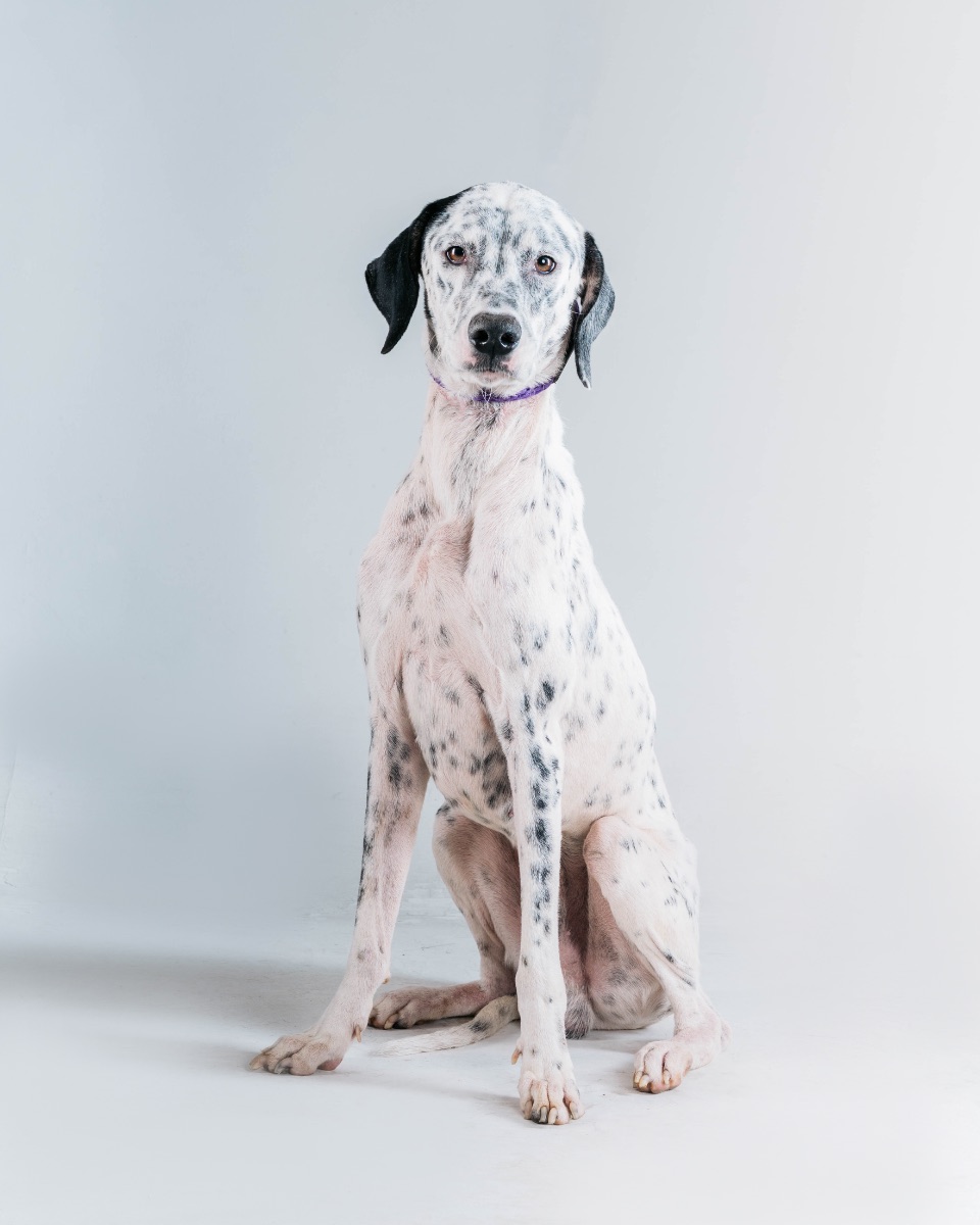 Pongo