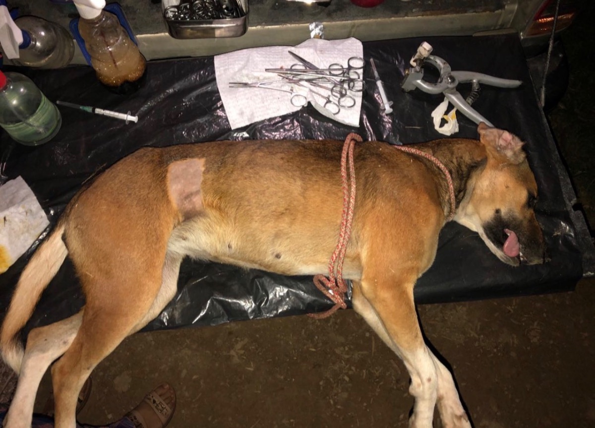 Mini jornada de esterilización