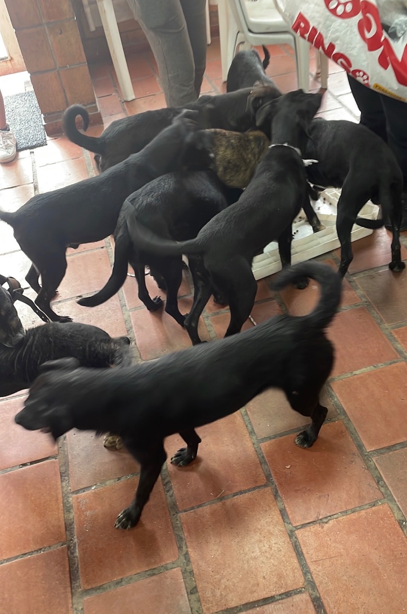 Presión para el rescate de perritos molinos ll