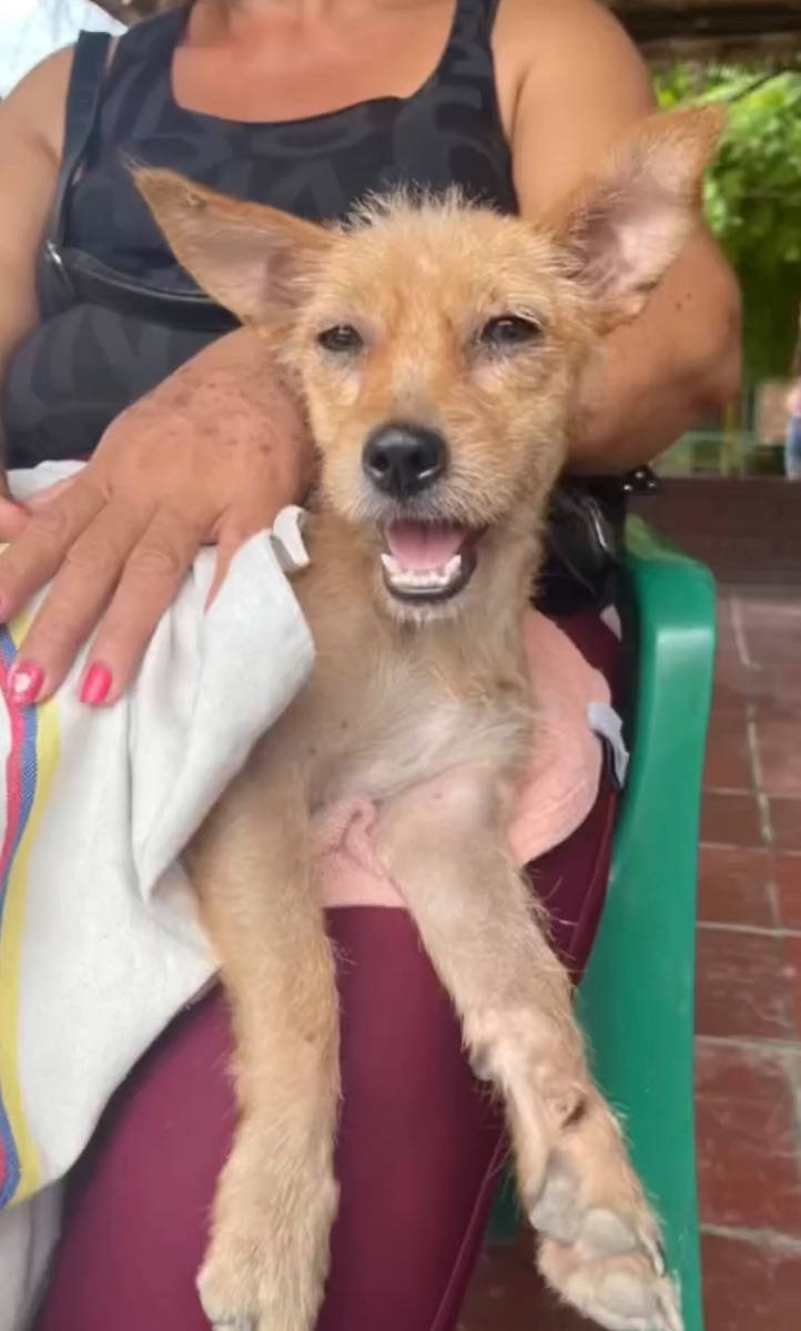 Jornada de esterilización Flandes