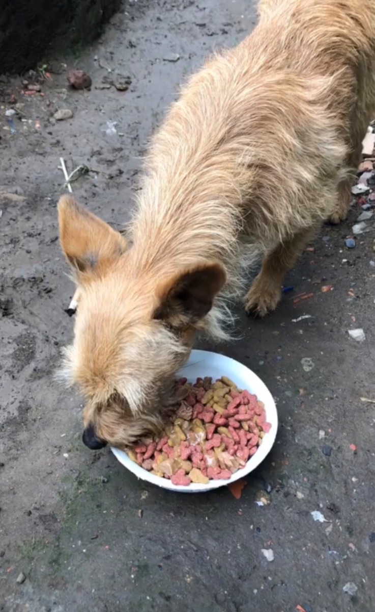 Jornada de alimentación invasión Tocaimita
