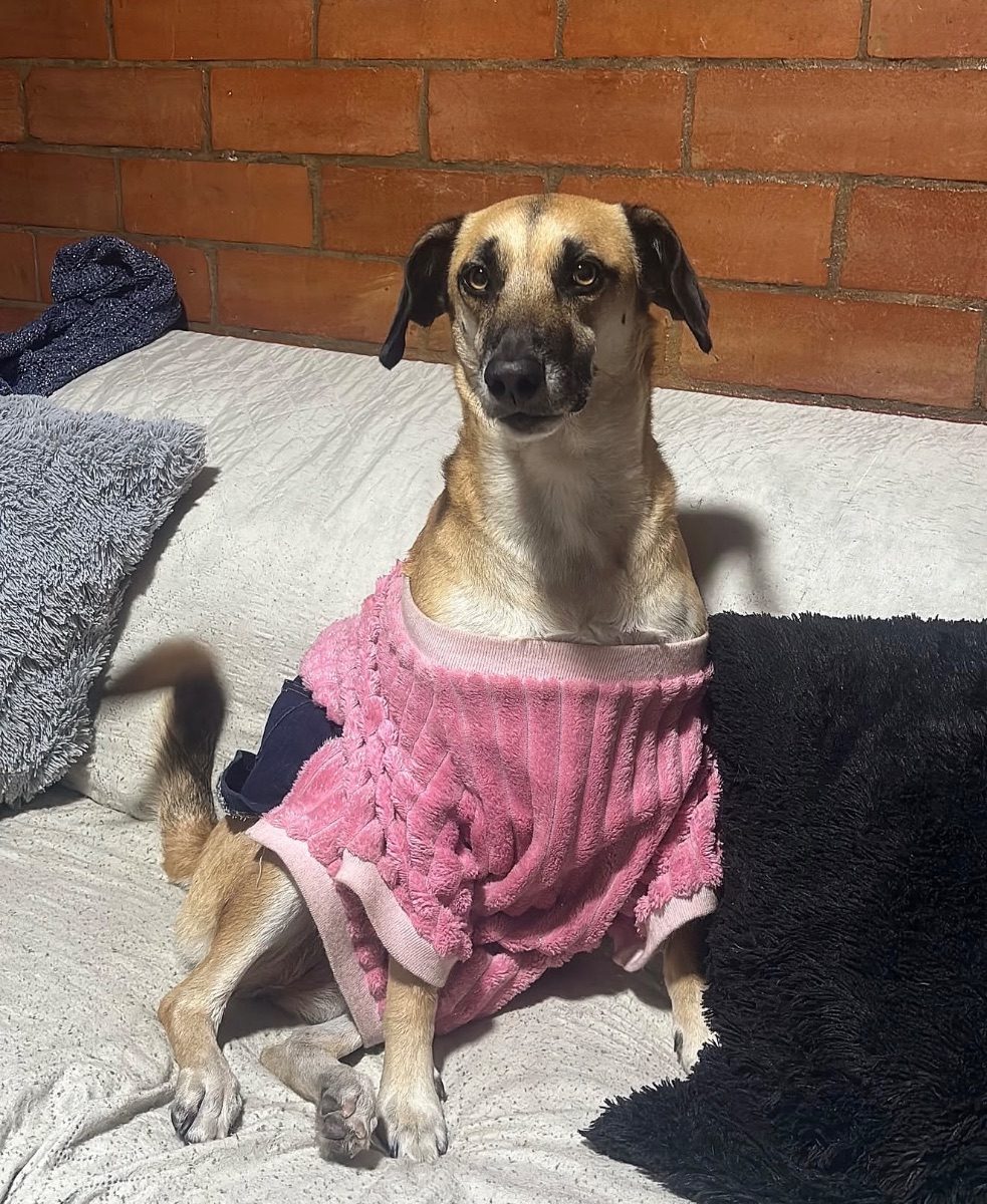 Después