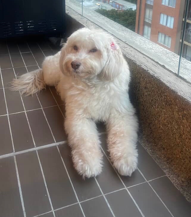 Después