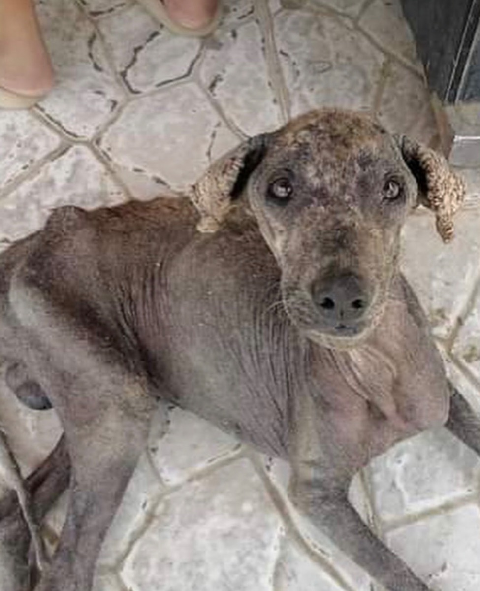 Antes